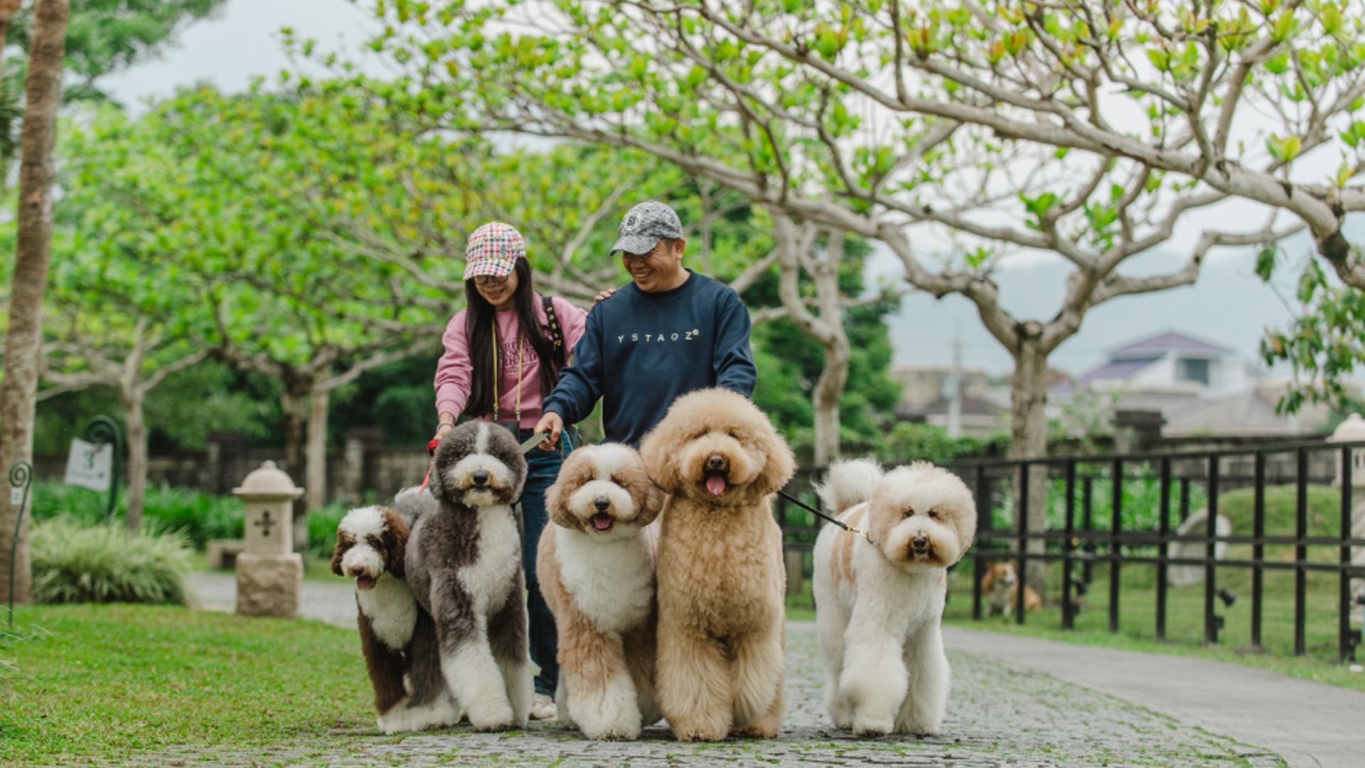 Mao Hai De Li Xiang Shu Jia_1776677299059